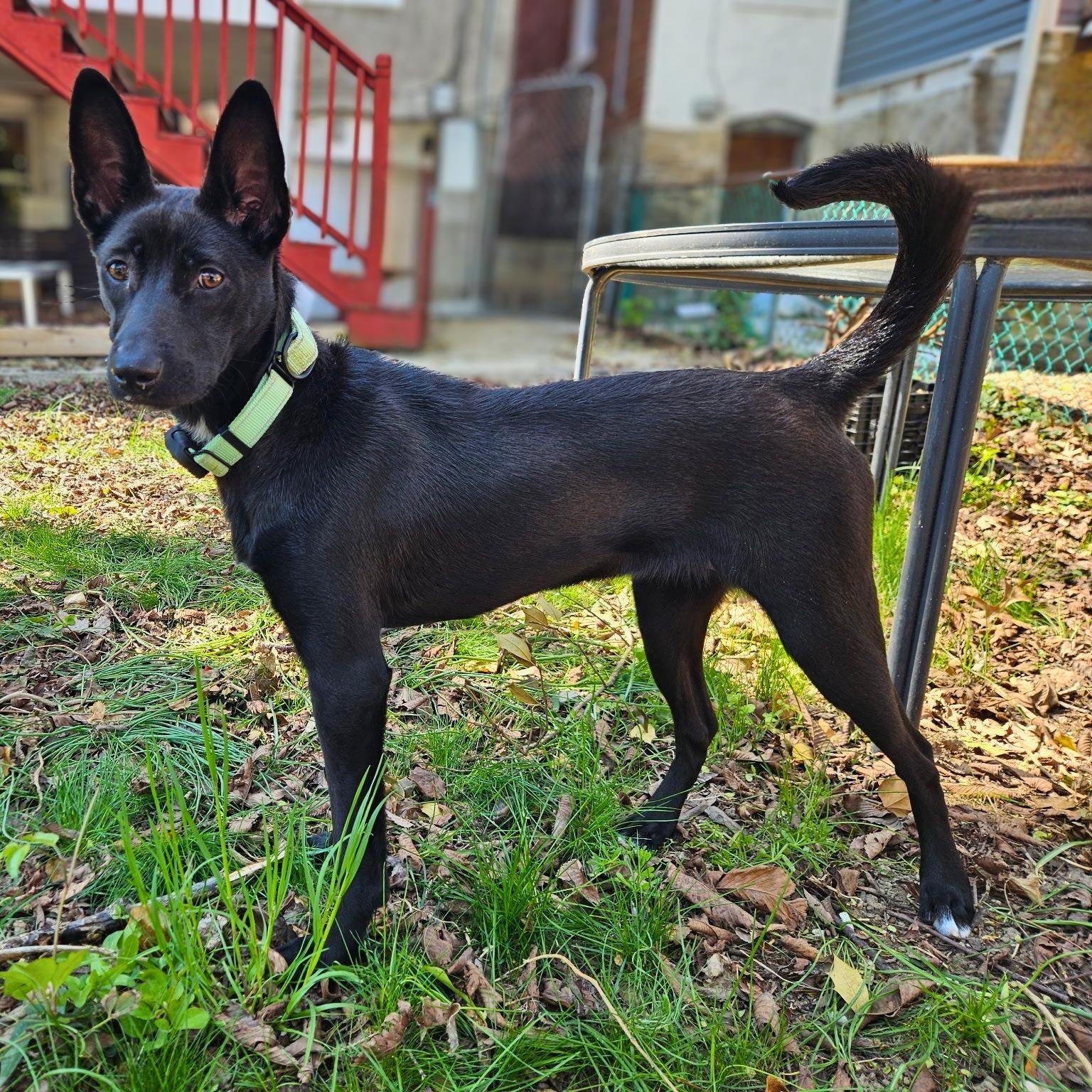 Enlarge Ady, a Adoptable mixed breed in Annapolis, MD image 2/6