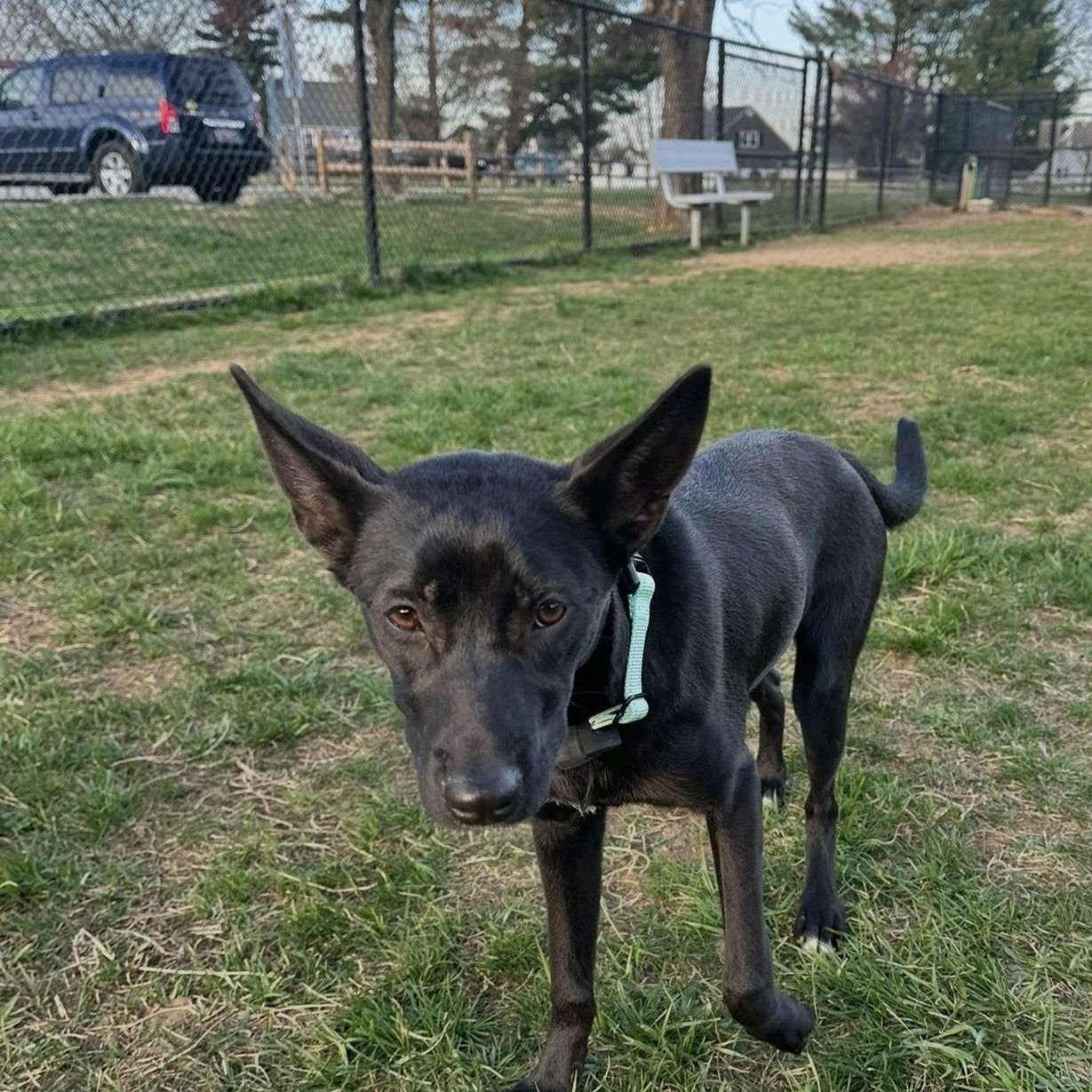 Enlarge Ady, a Adoptable mixed breed in Annapolis, MD image 4/6