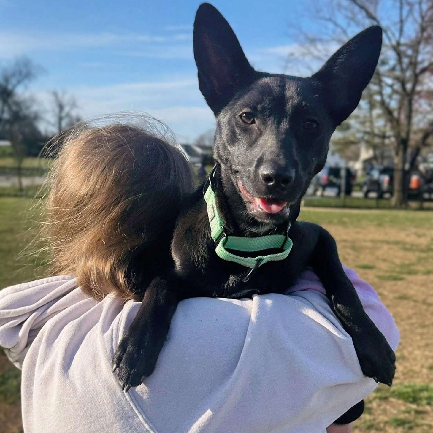 Ady, Adoptable, Puppy Female Pharaoh Hound.