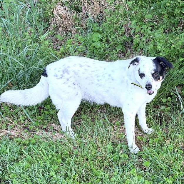 Enlarge Daisy, a ADOPTABLE mixed breed in South Plainfield, NJ image 4/5