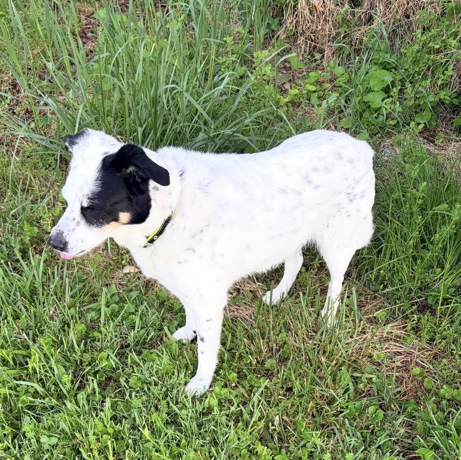 Enlarge Daisy, a ADOPTABLE mixed breed in South Plainfield, NJ image 3/5