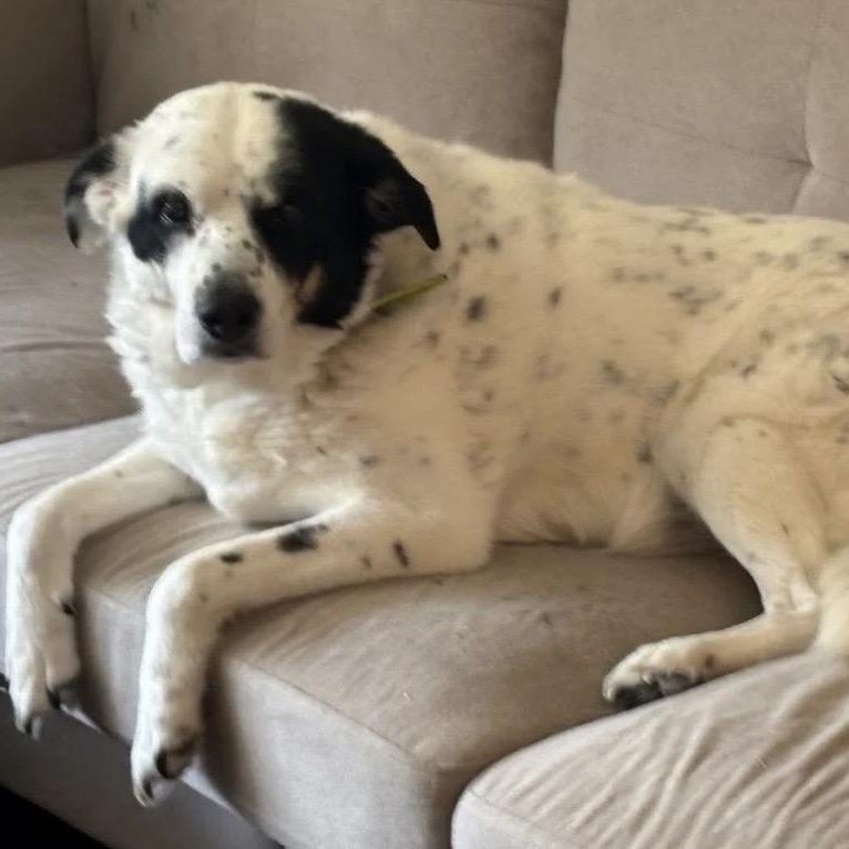 Enlarge Daisy, a ADOPTABLE mixed breed in South Plainfield, NJ image 2/5