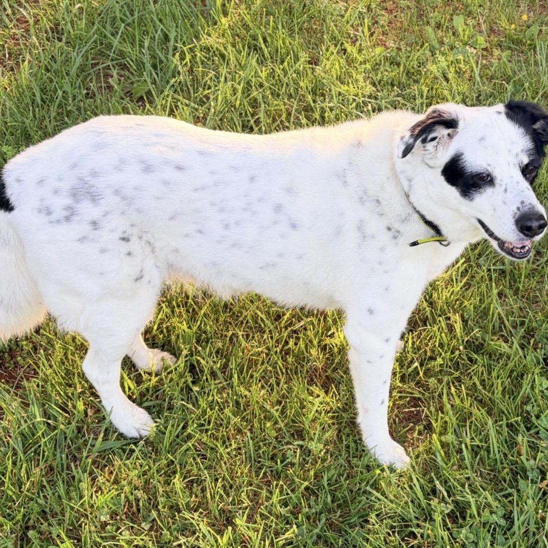 Enlarge Daisy, a ADOPTABLE mixed breed in South Plainfield, NJ image 5/5
