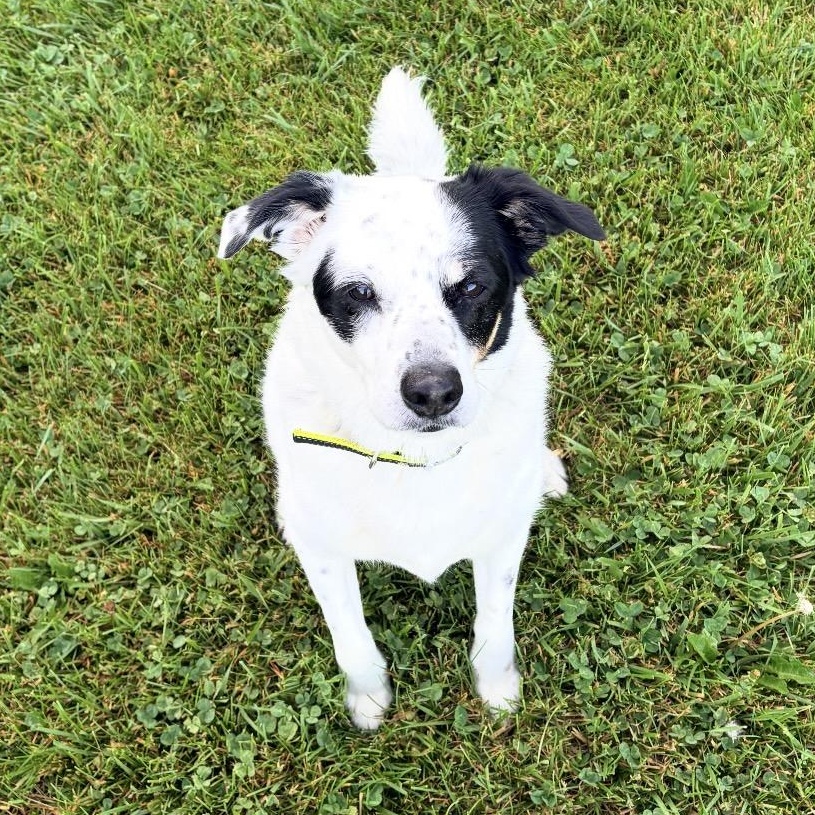 Enlarge Daisy, a ADOPTABLE mixed breed in South Plainfield, NJ image 1/5