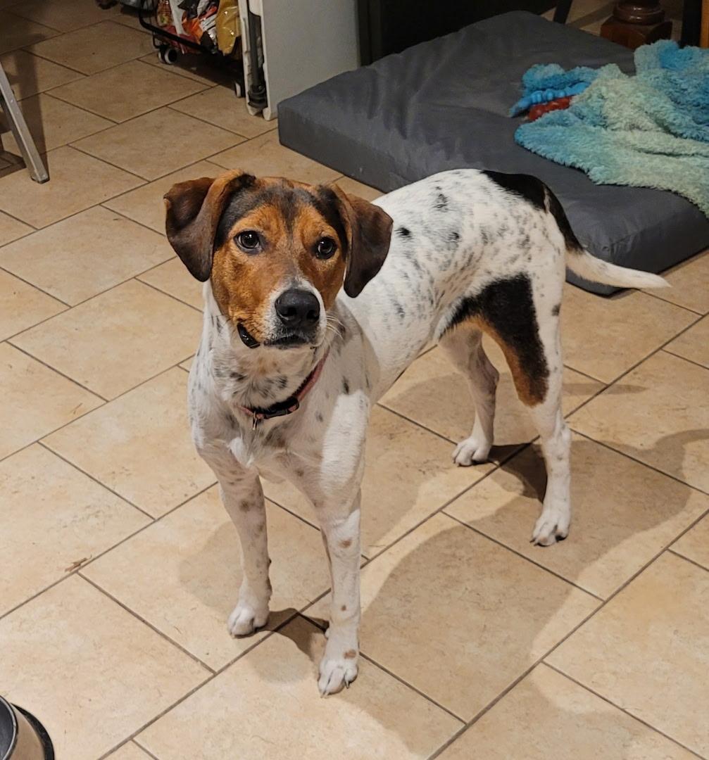 Susie, Adopted, Young Female Beagle.