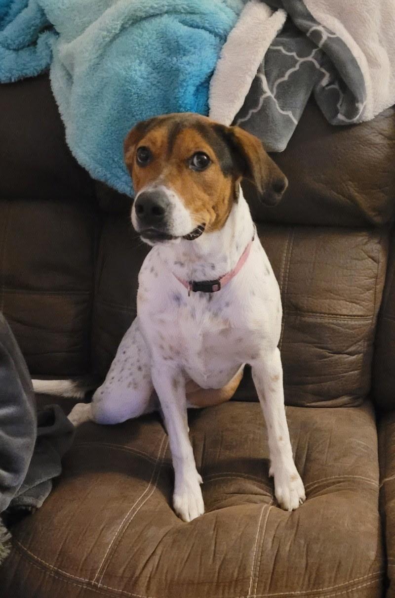 Enlarge Susie, a Adopted mixed breed in Beeville, TX image 2/5