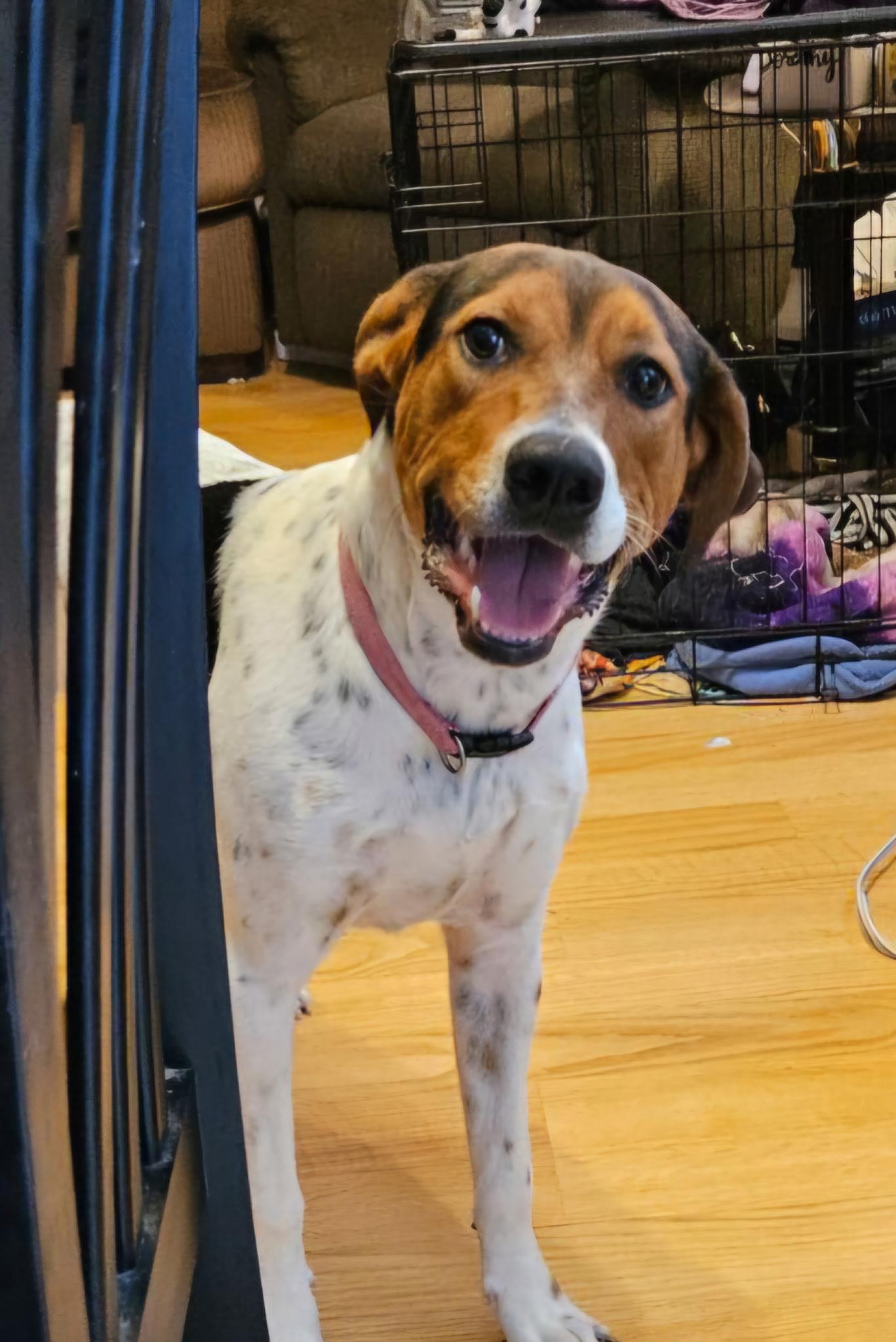 Enlarge Susie, a Adopted mixed breed in Beeville, TX image 3/5