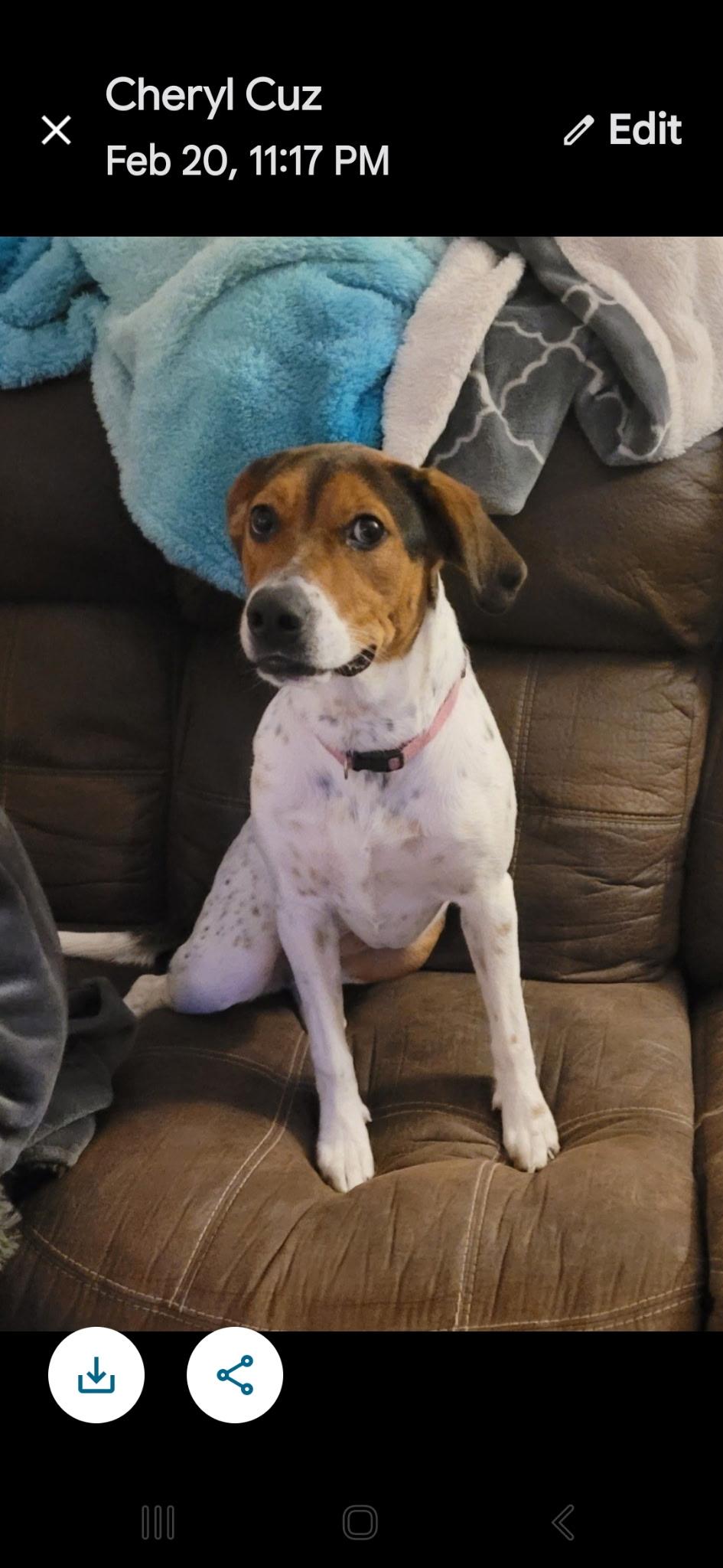 Enlarge Susie, a Adopted mixed breed in Beeville, TX image 4/5