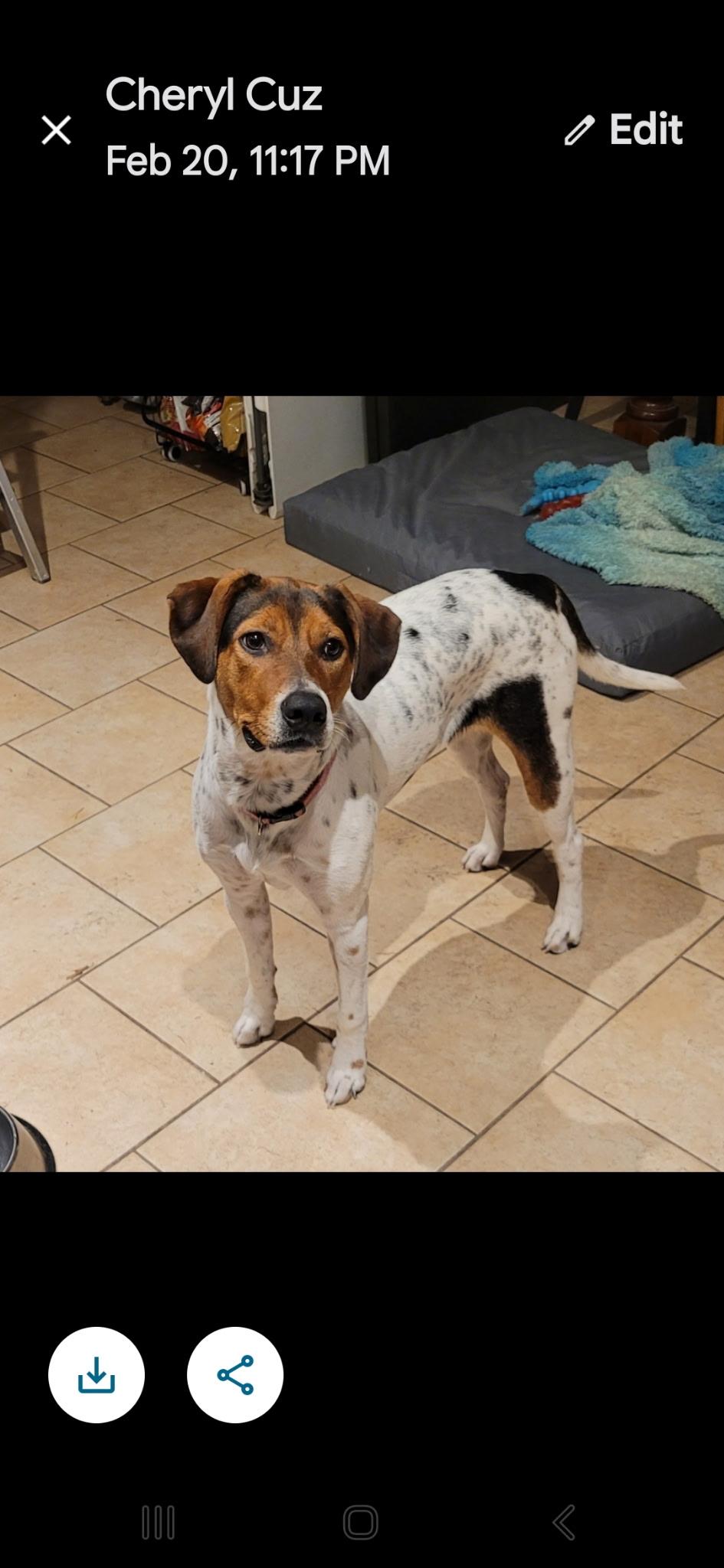 Enlarge Susie, a Adopted mixed breed in Beeville, TX image 5/5