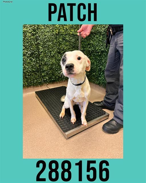 Enlarge PATCH, a Adoptable Mixed Breed in Macon, GA image 1/1