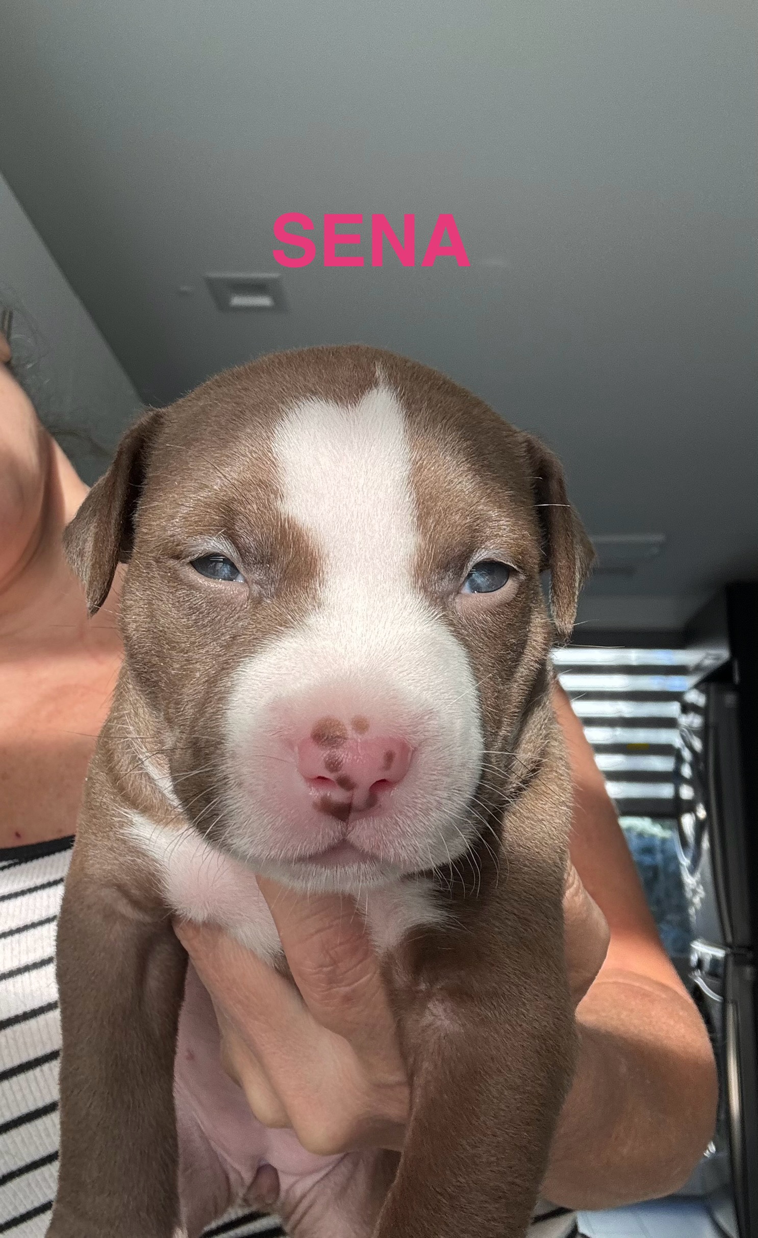 Sena, a Adopted mixed breed in Roselle, IL image 2/4