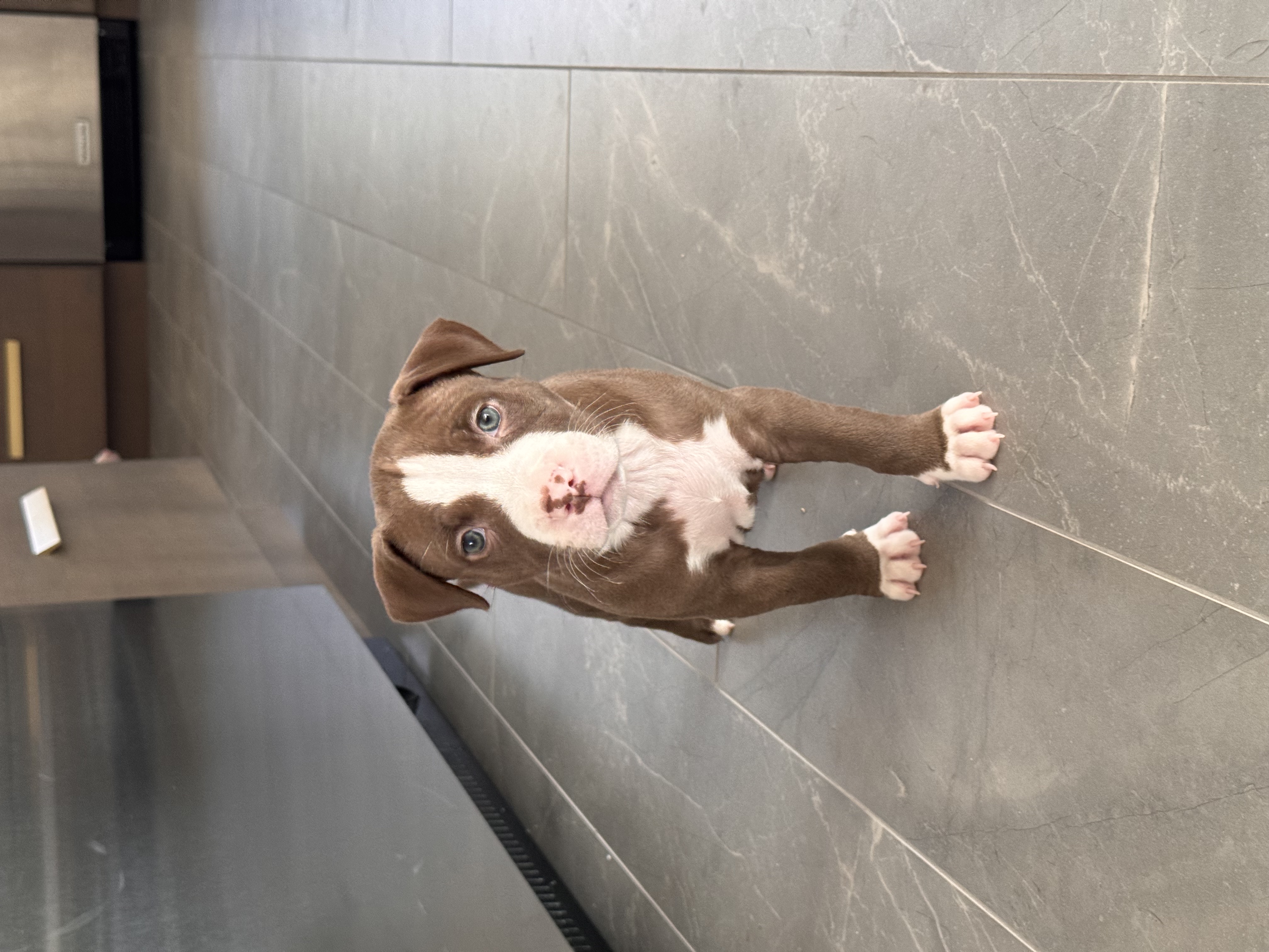 Sena, a Adopted mixed breed in Roselle, IL image 3/4