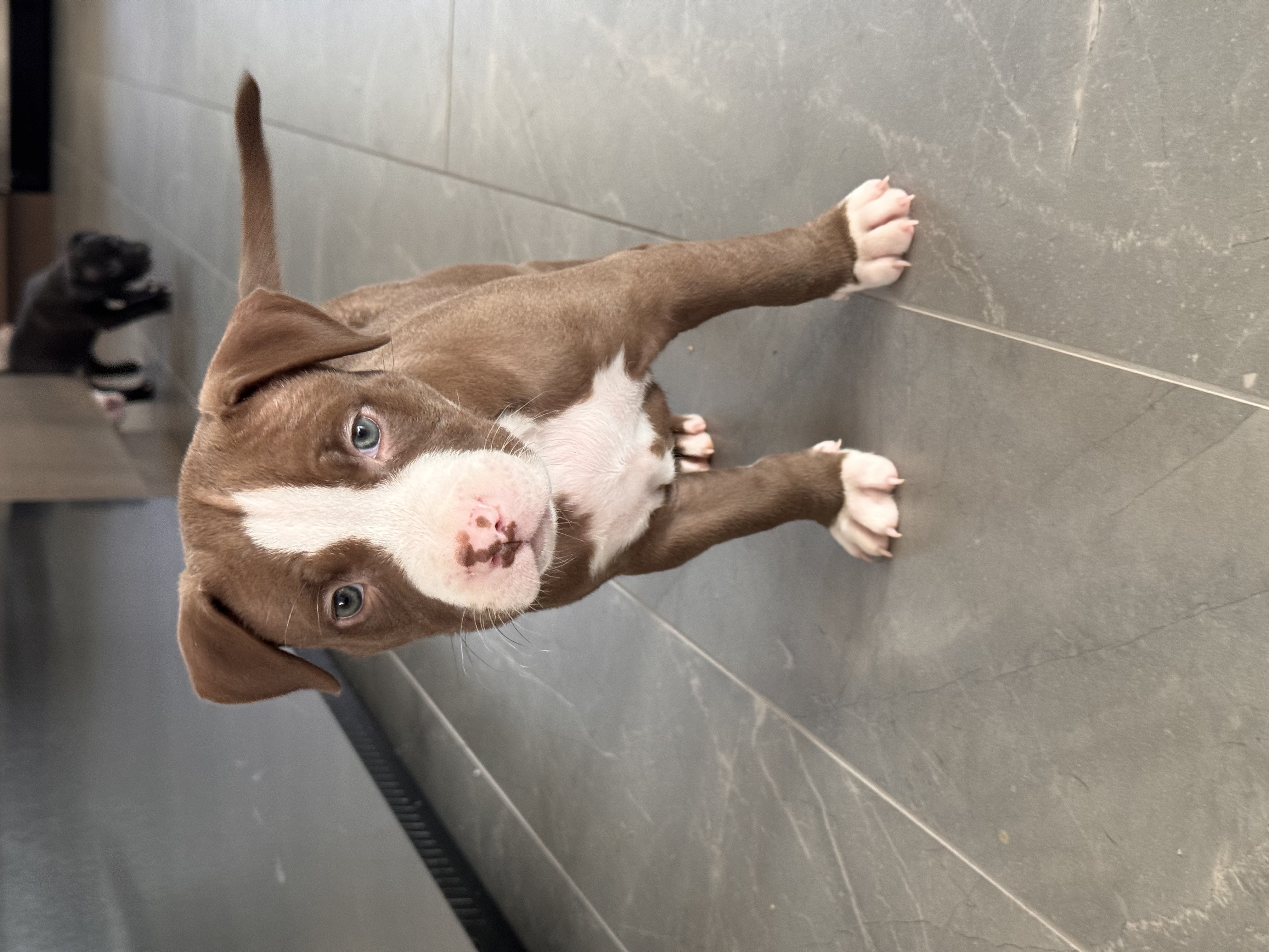 Sena, Adopted, Puppy Female American Staffordshire Terrier & American Bully.