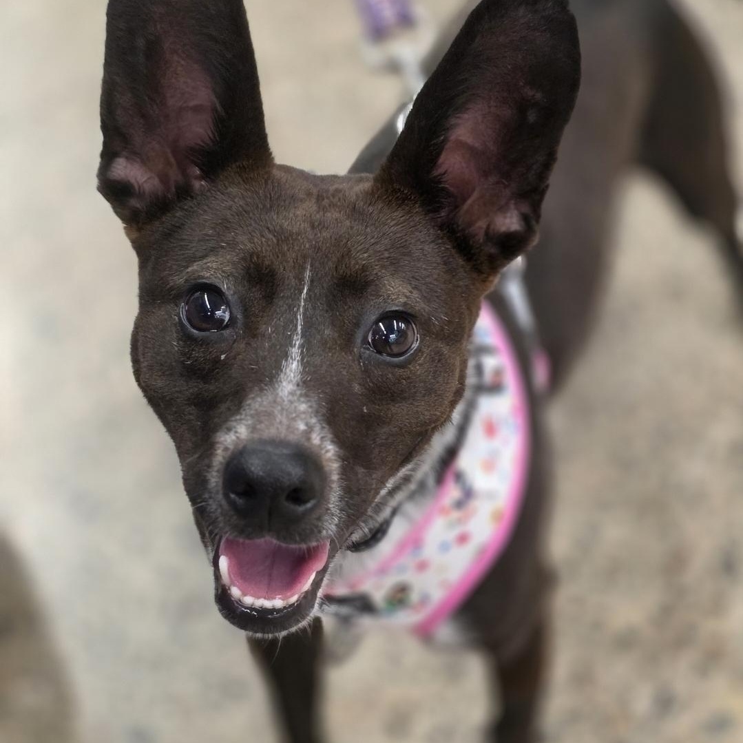 Sydney , Adoptable, Adult Female Rat Terrier & Jack Russell Terrier.
