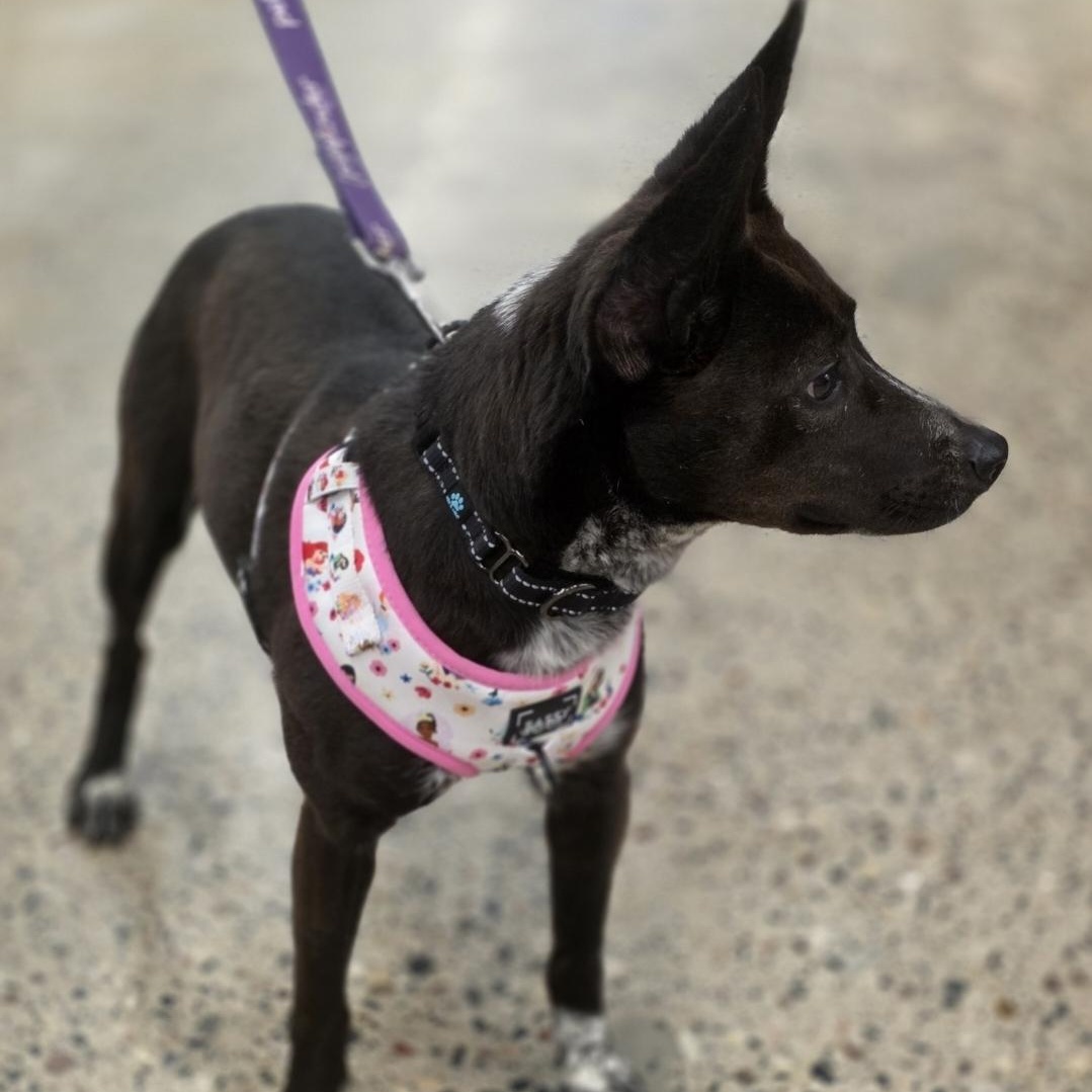Enlarge Sydney , a Adoptable mixed breed in White Bear Lake, MN image 2/4
