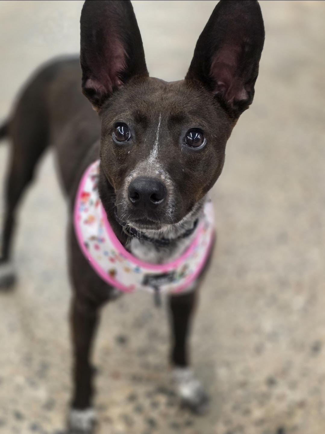Enlarge Sydney , a Adoptable mixed breed in White Bear Lake, MN image 3/4