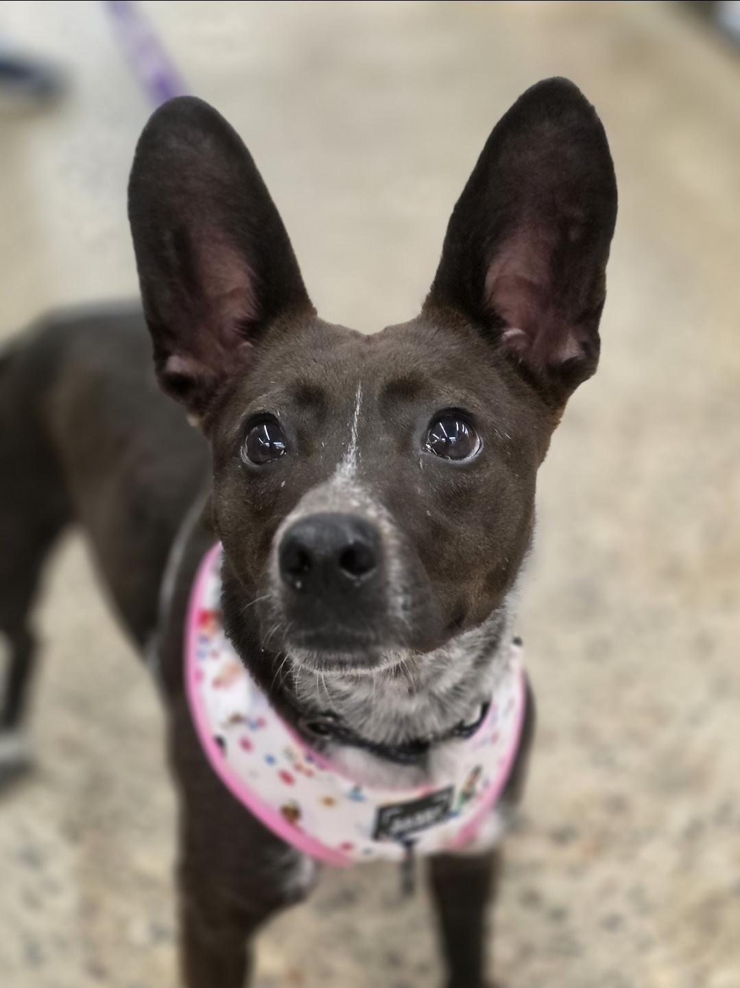 Enlarge Sydney , a Adoptable mixed breed in White Bear Lake, MN image 4/4