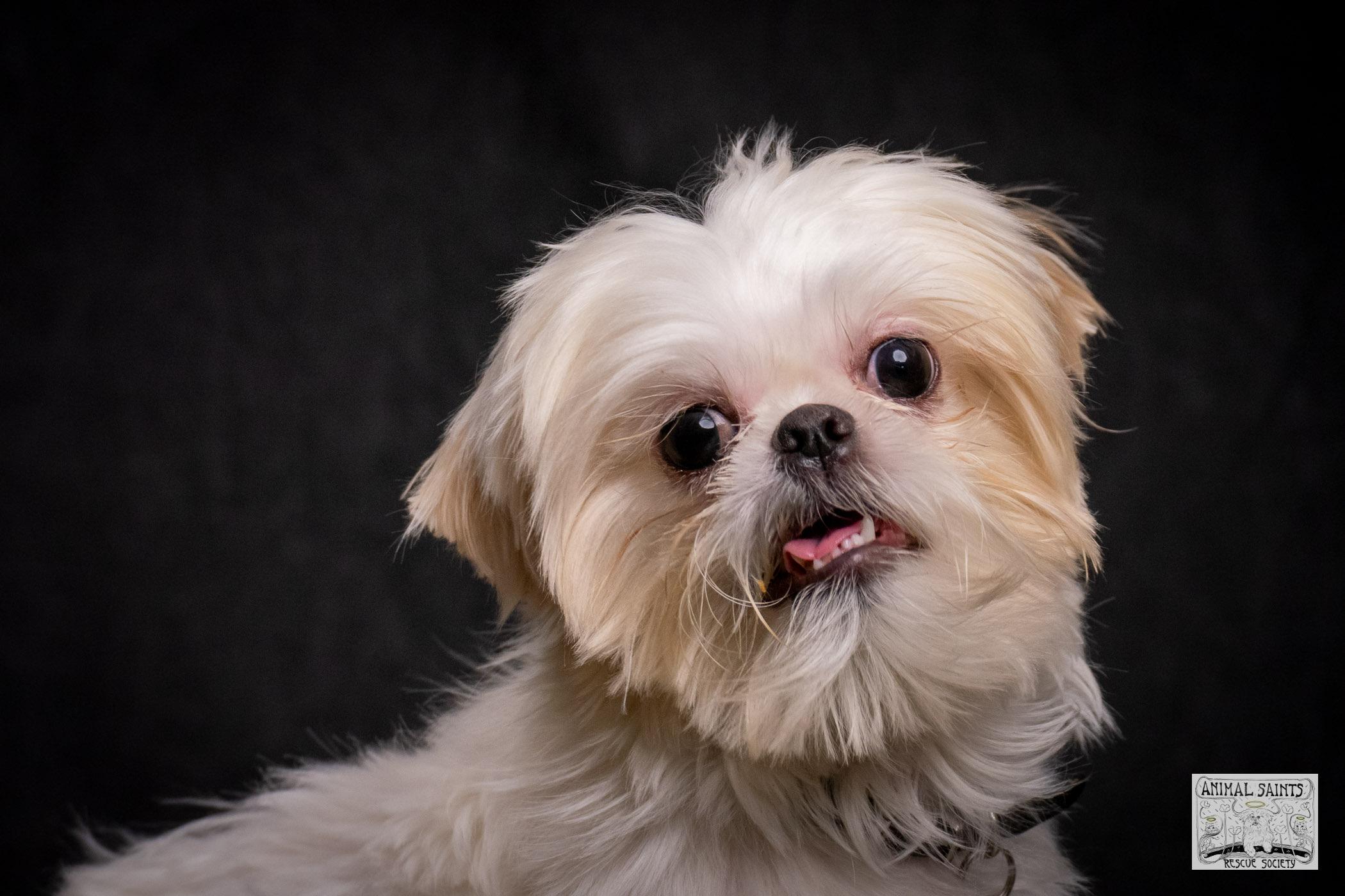 Enlarge Ivy, a ADOPTABLE mixed breed in Fort Montgomery, NY image 2/6