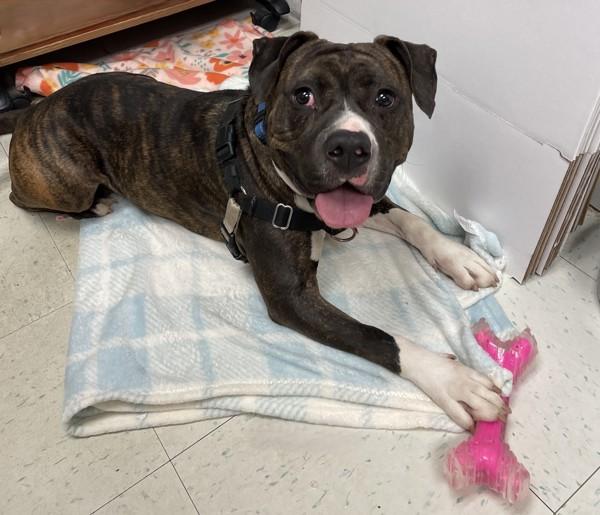 Bear/ Bug Eyed Frank, Adoptable, Adult Male Pit Bull Terrier.
