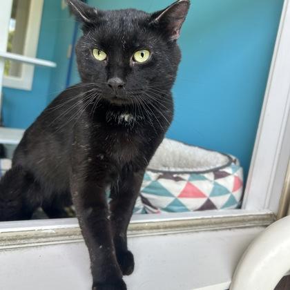 Enlarge Zazu, a Adoptable mixed breed in East Montpelier, VT image 1/1