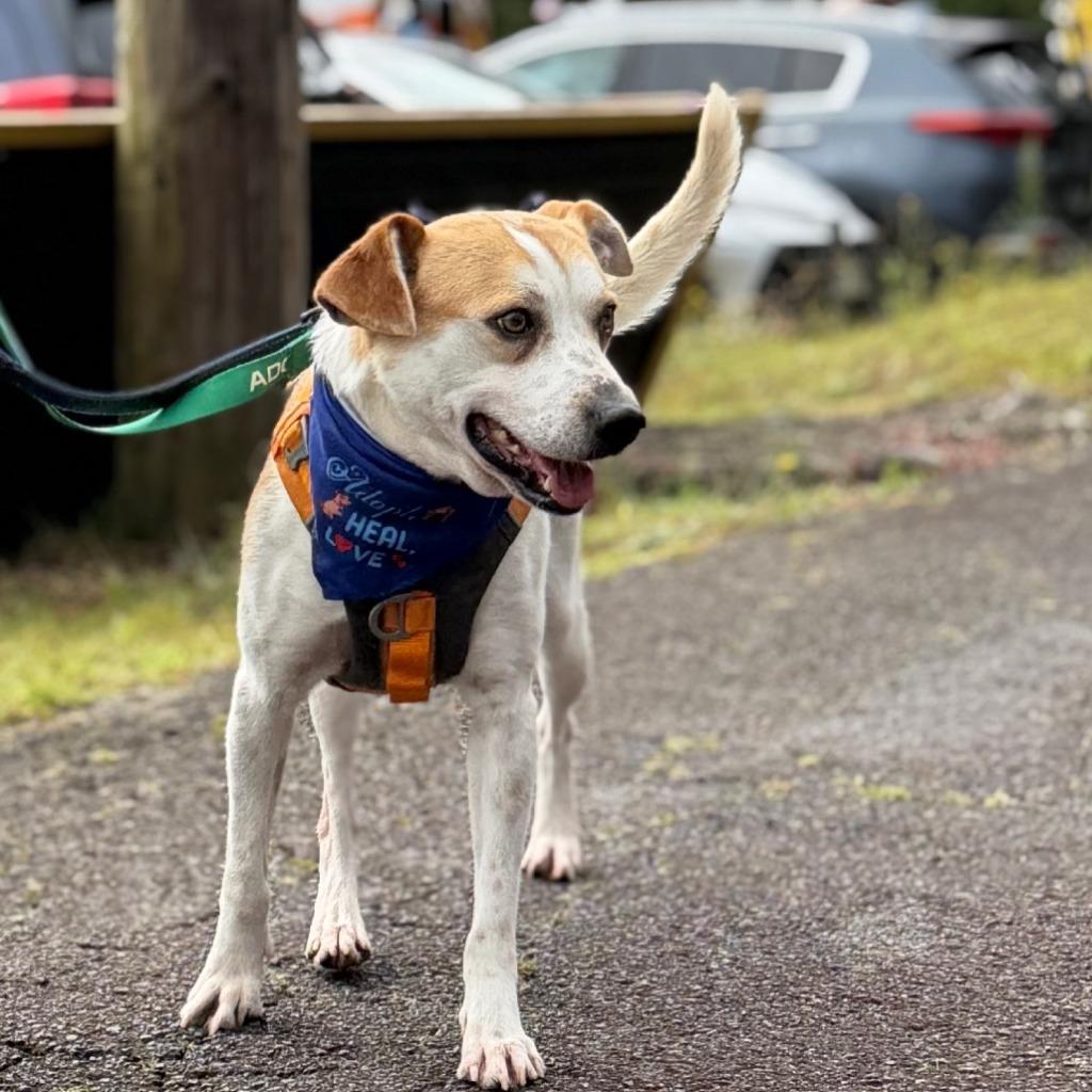 Biggie, Adoptable, Adult Male Cattle Dog & Mixed Breed.
