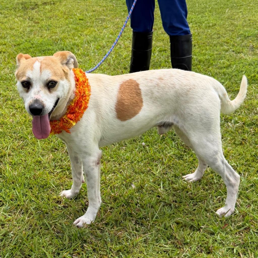 Enlarge Biggie, a Adoptable mixed breed in Newberg, OR image 2/2