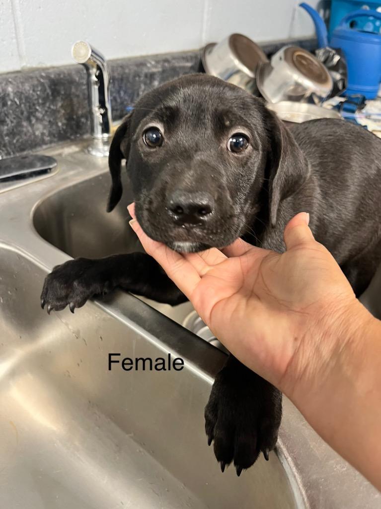 Monica, a Adoptable mixed breed in Greenwood, MS image 1/6