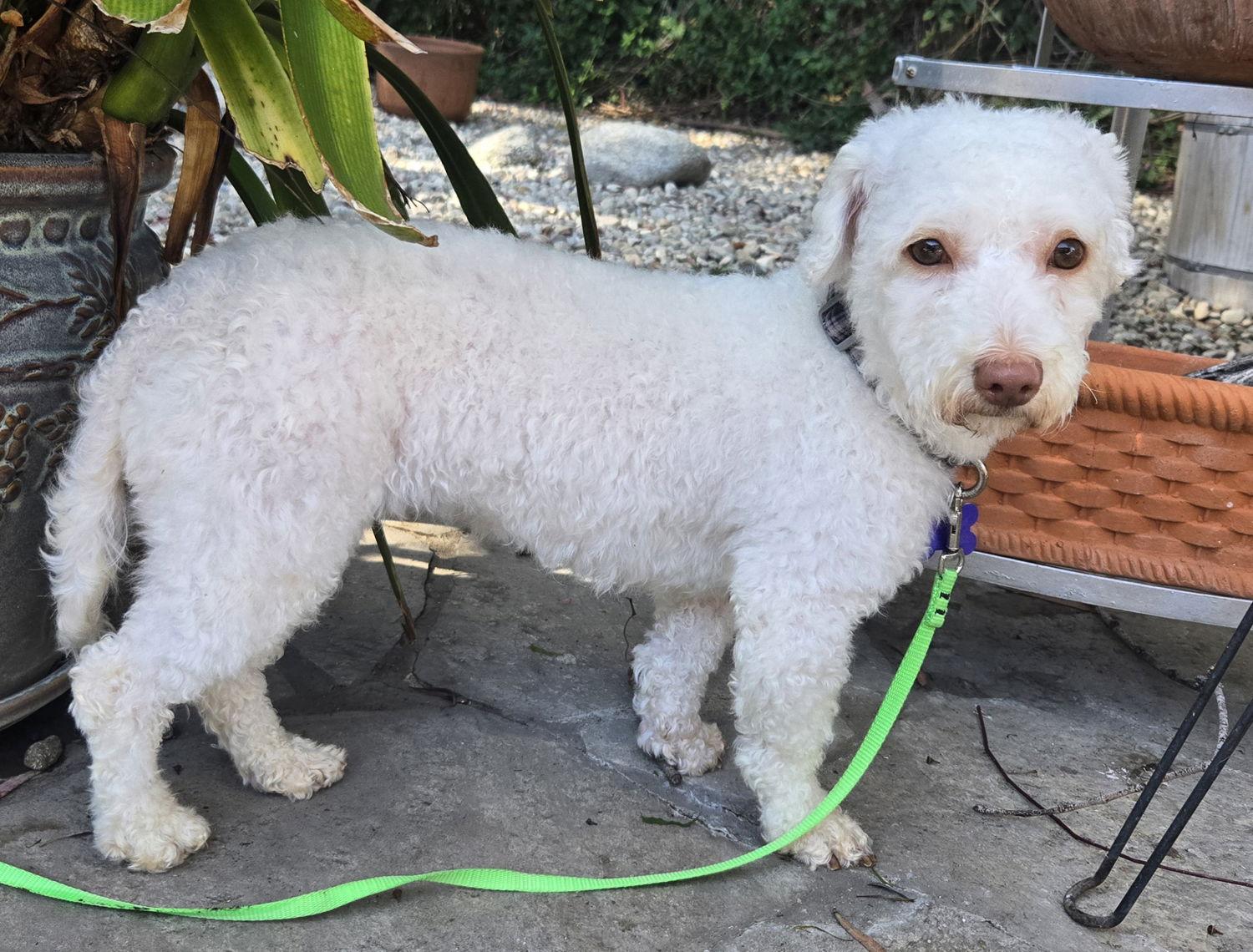 Sophie, a Adopted mixed breed in Los Angeles, CA image 1/3