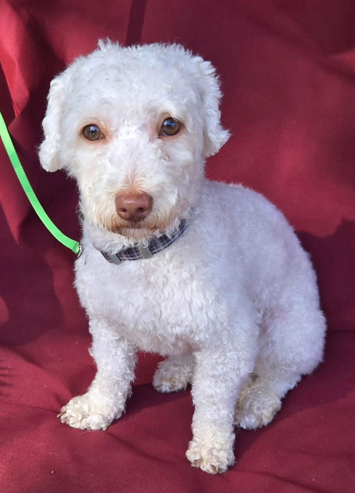 Sophie, a Adopted mixed breed in Los Angeles, CA image 2/3