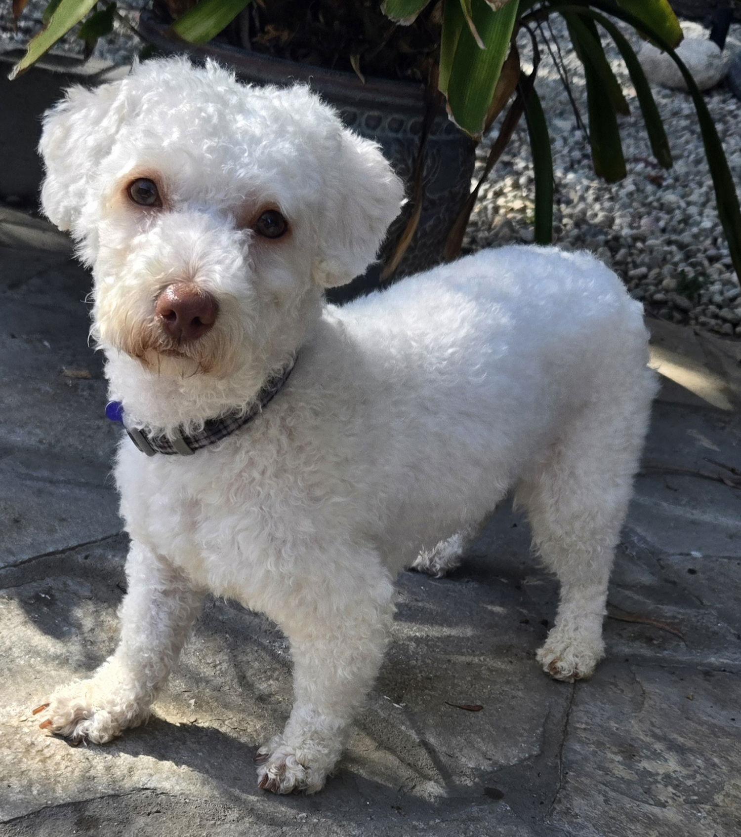 Sophie, a Adopted mixed breed in Los Angeles, CA image 3/3