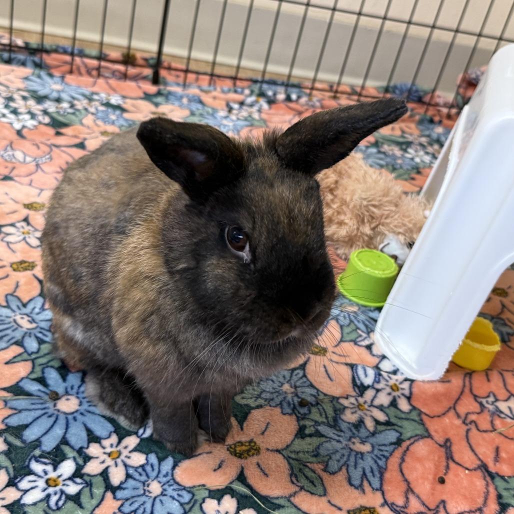 Magic 8 Ball, Adoptable, Adult Female Bunny Rabbit.