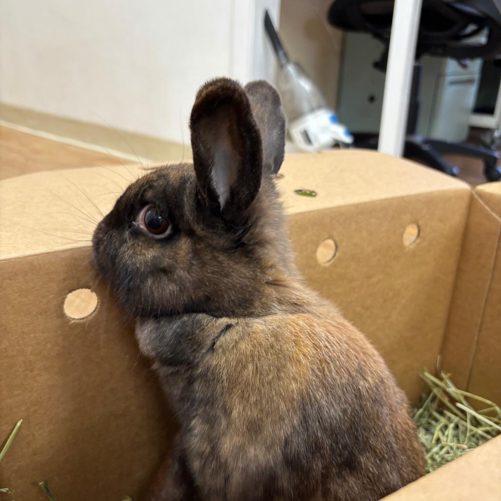 Enlarge Magic 8 Ball, a Adoptable Bunny Rabbit in Richmond, CA image 2/6