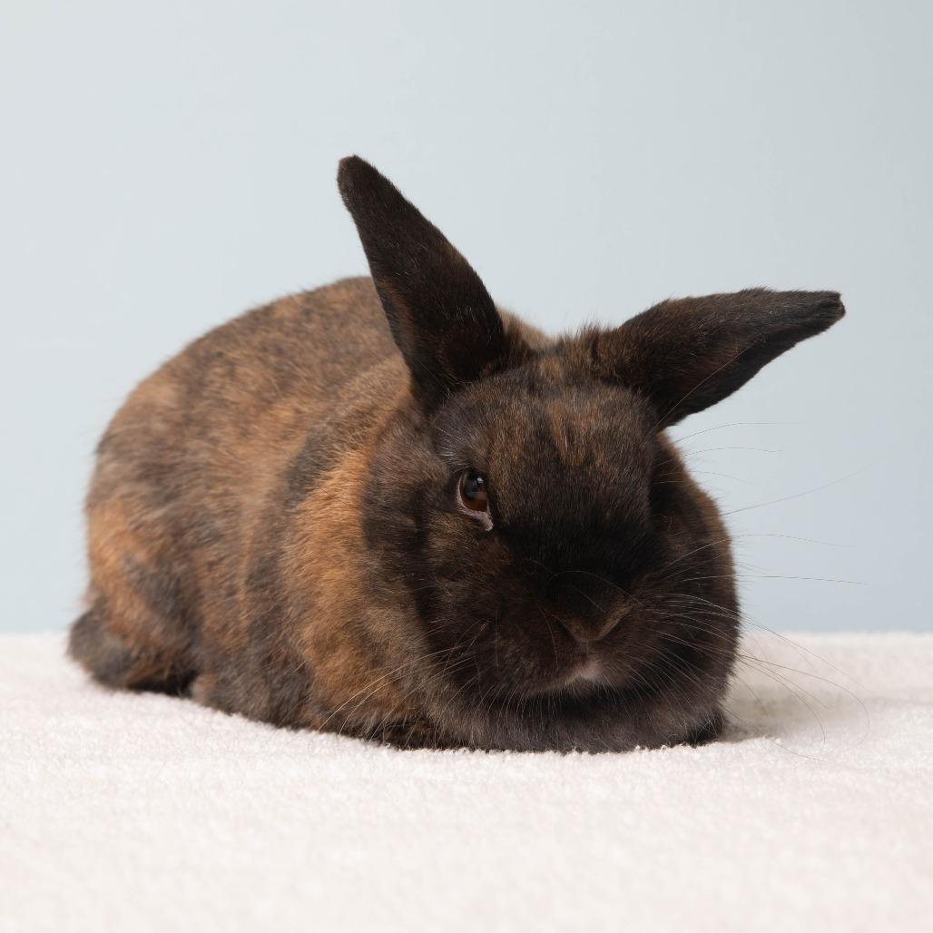 Enlarge Magic 8 Ball, a Adoptable Bunny Rabbit in Richmond, CA image 3/6
