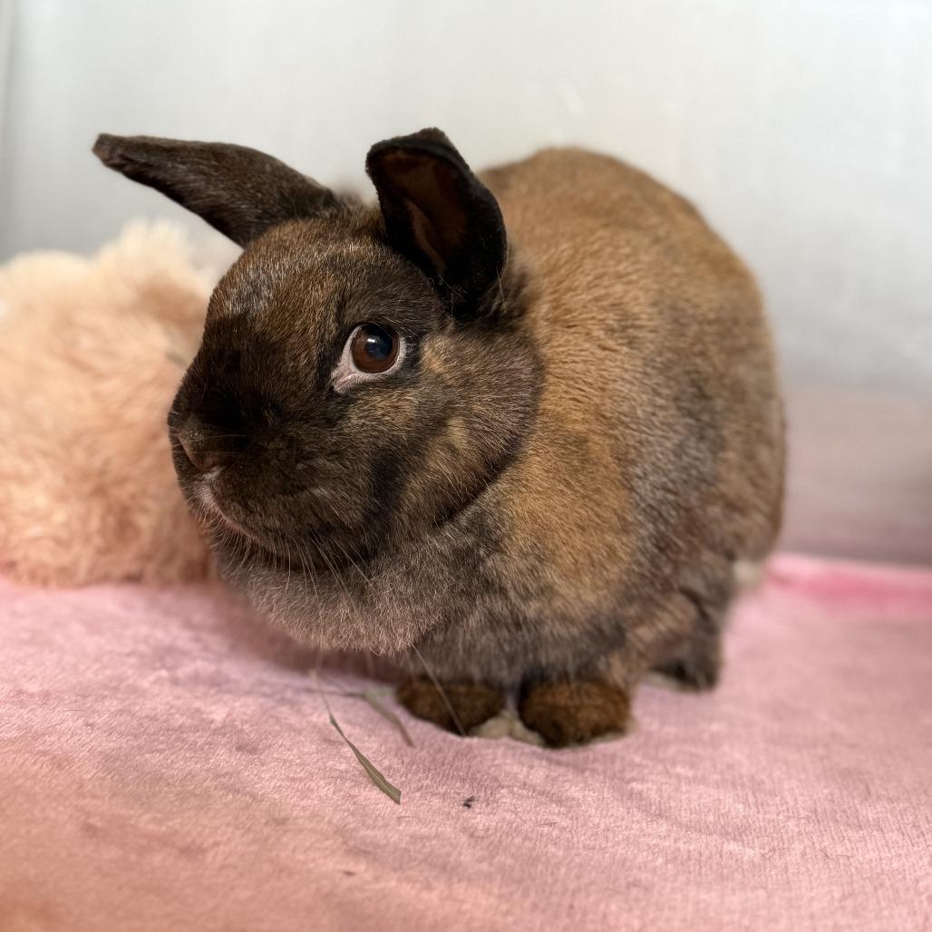 Enlarge Magic 8 Ball, a Adoptable Bunny Rabbit in Richmond, CA image 4/6