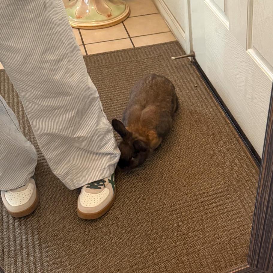 Enlarge Magic 8 Ball, a Adoptable Bunny Rabbit in Richmond, CA image 5/6