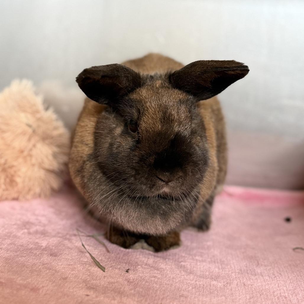 Enlarge Magic 8 Ball, a Adoptable Bunny Rabbit in Richmond, CA image 6/6