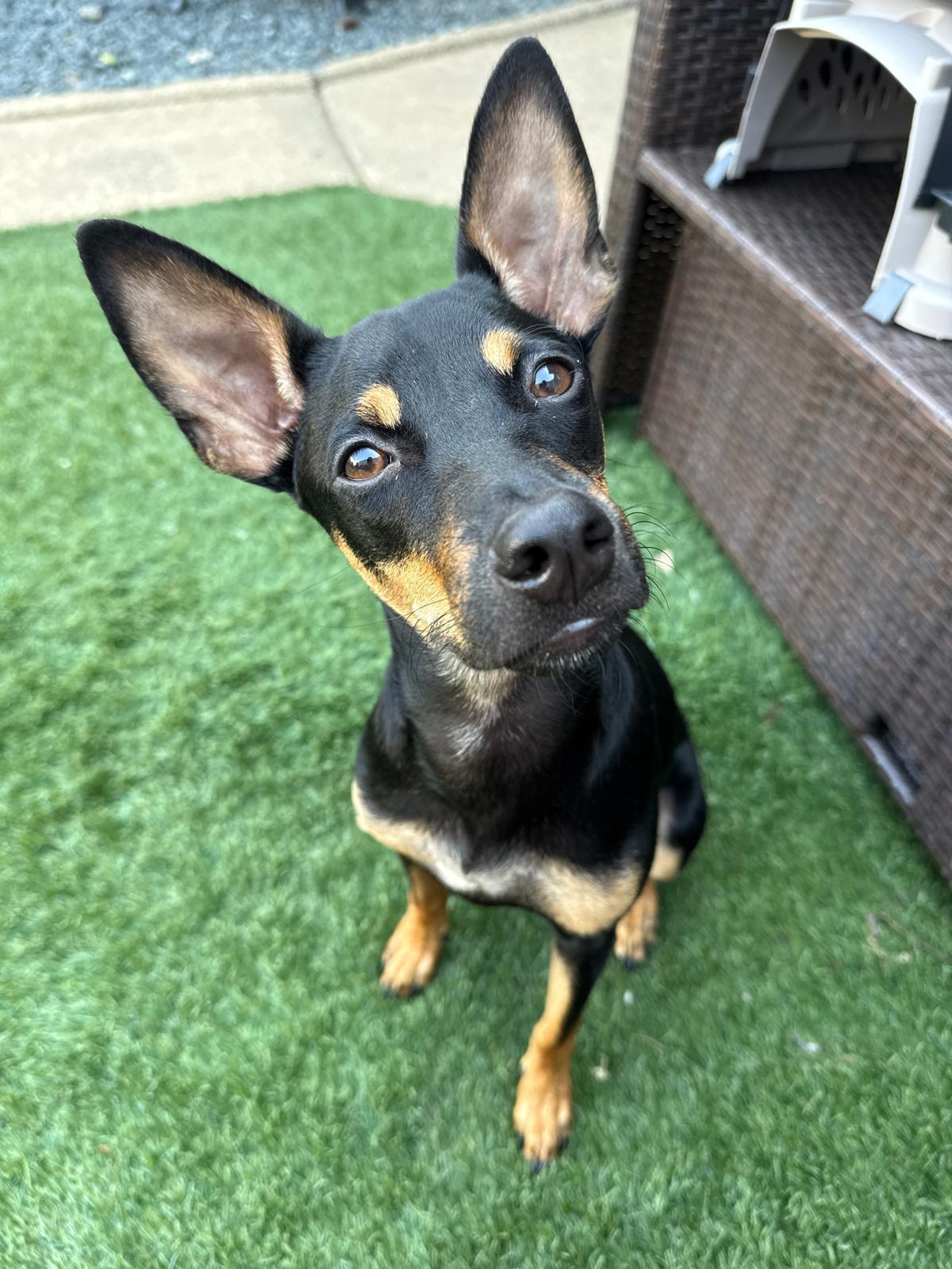 Enlarge JASMIN, a Adoptable mixed breed in Dundalk, MD image 1/4