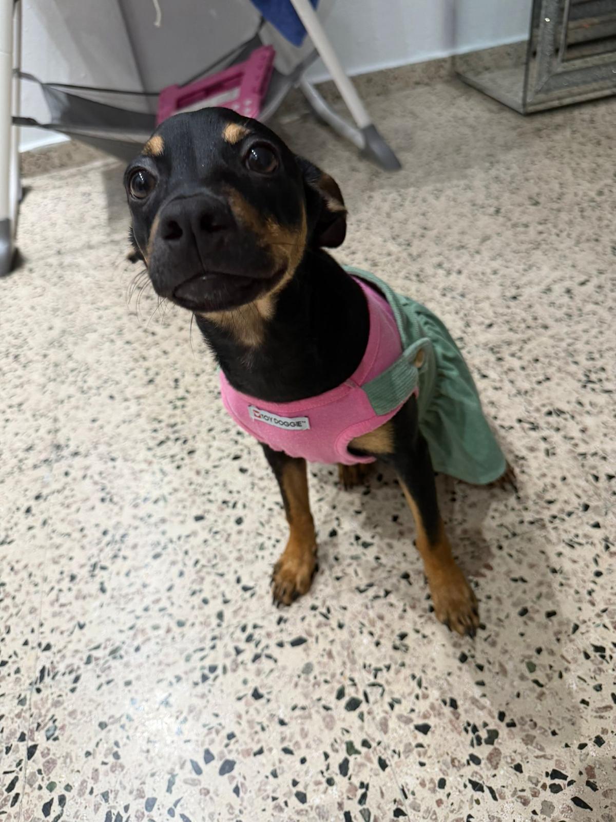 Enlarge JASMIN, a Adoptable mixed breed in Dundalk, MD image 3/5