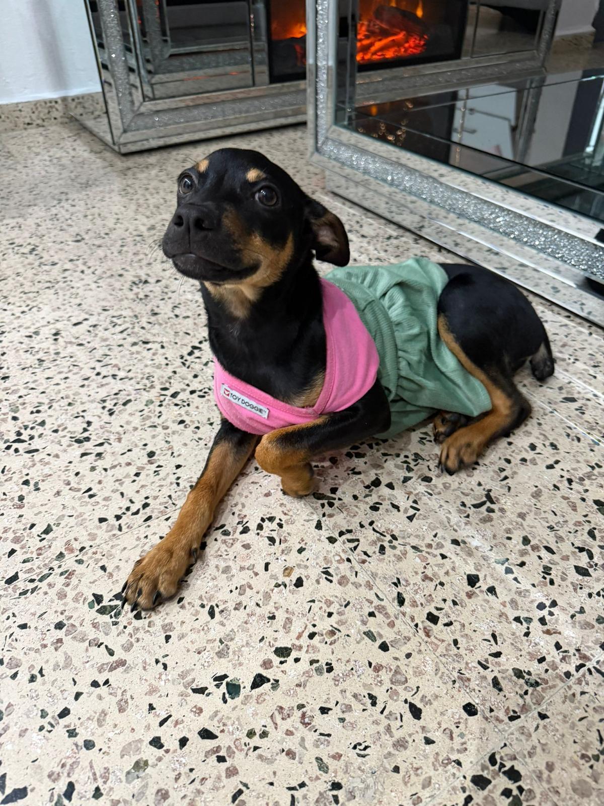 Enlarge JASMIN, a Adoptable mixed breed in Dundalk, MD image 4/5