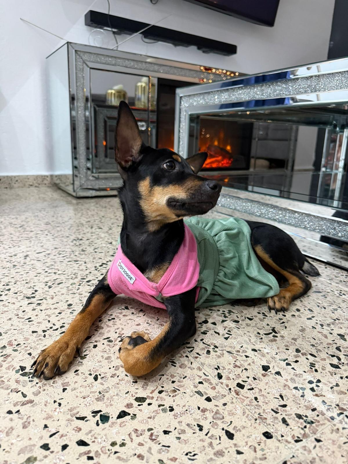 Enlarge JASMIN, a Adoptable mixed breed in Dundalk, MD image 5/5