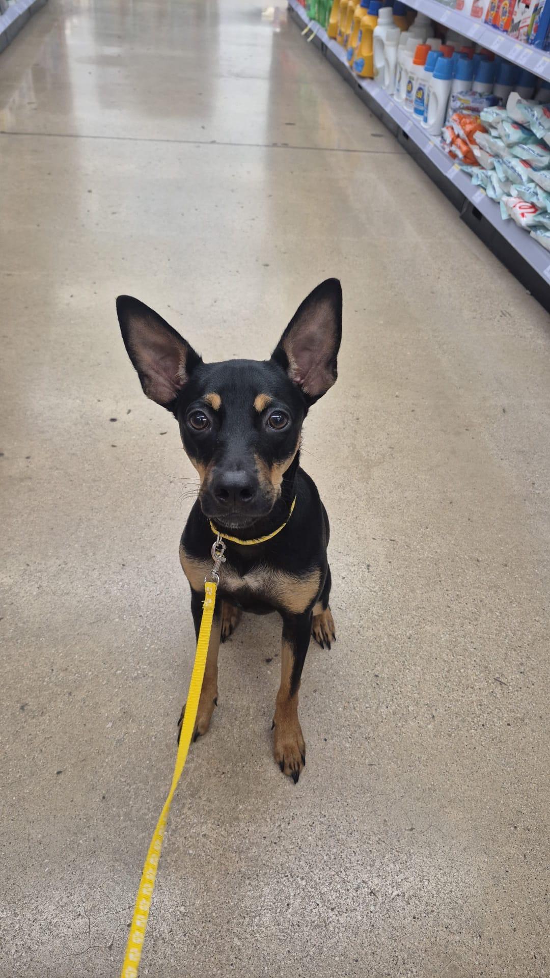 Enlarge JASMIN, a Adoptable mixed breed in Dundalk, MD image 3/4