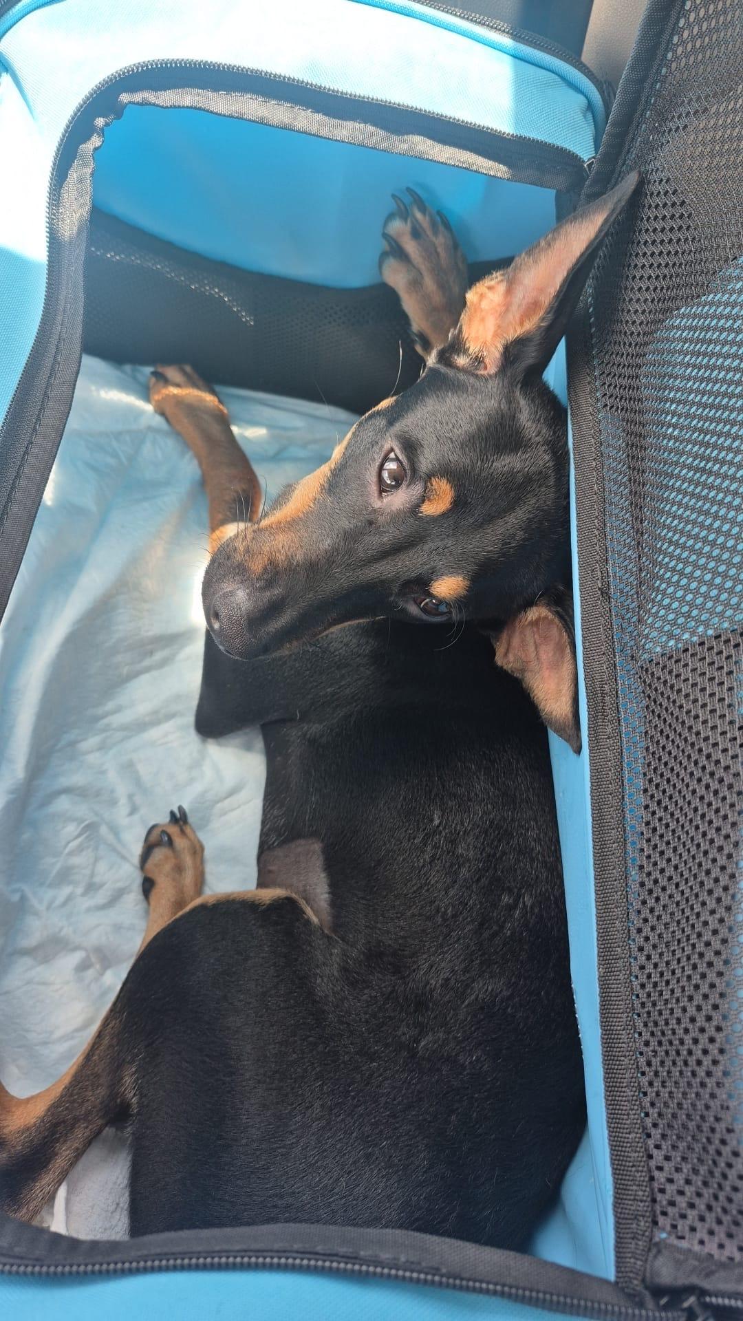 Enlarge JASMIN, a Adoptable mixed breed in Dundalk, MD image 2/4