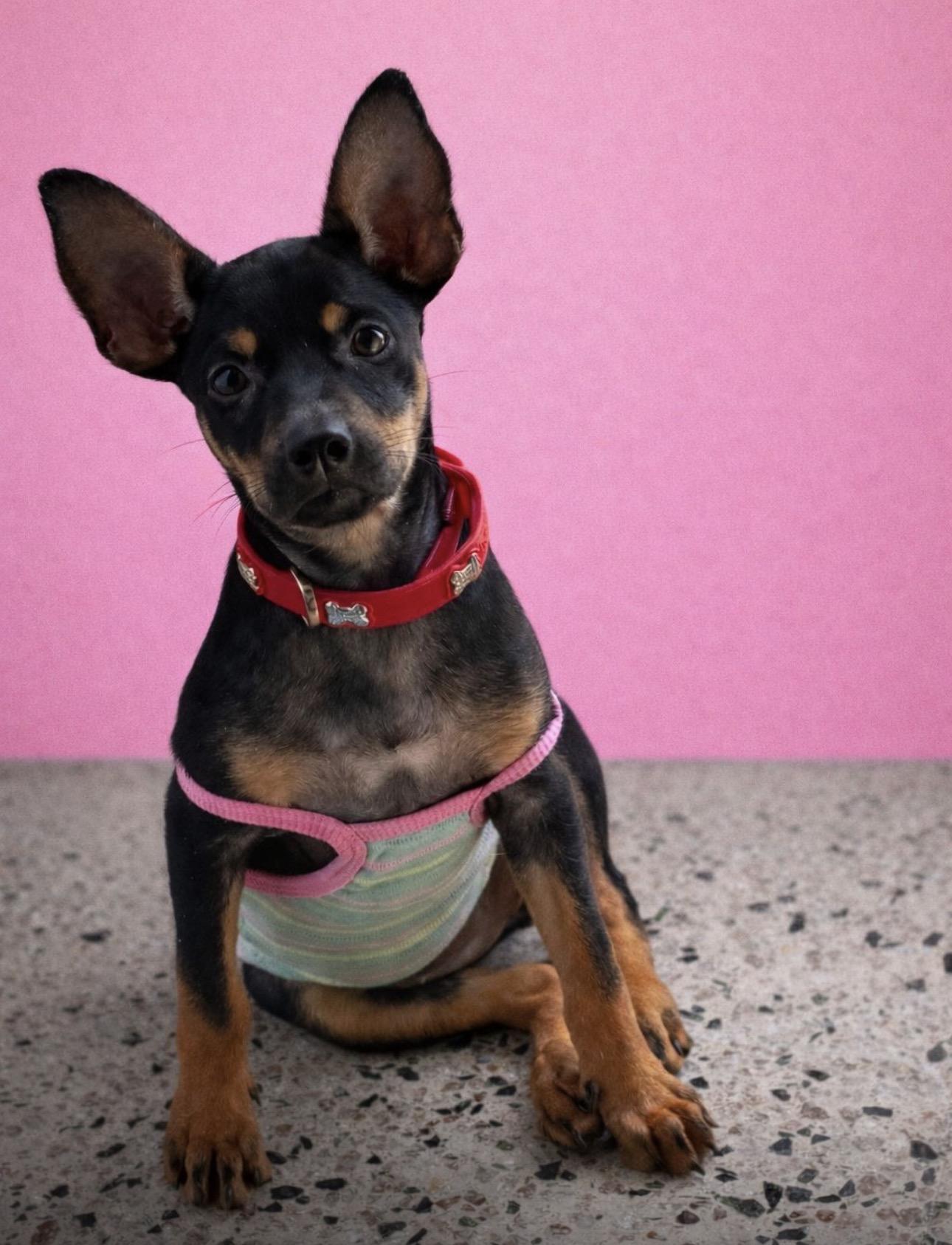JASMIN, Adoptable, Puppy Female Miniature Pinscher & Labrador Retriever.