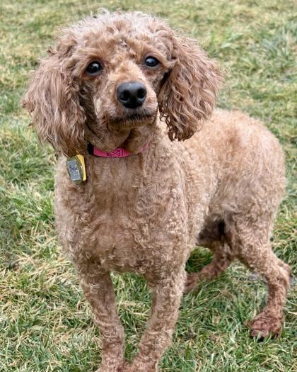Paris, Adoptable, Adult Female Poodle.