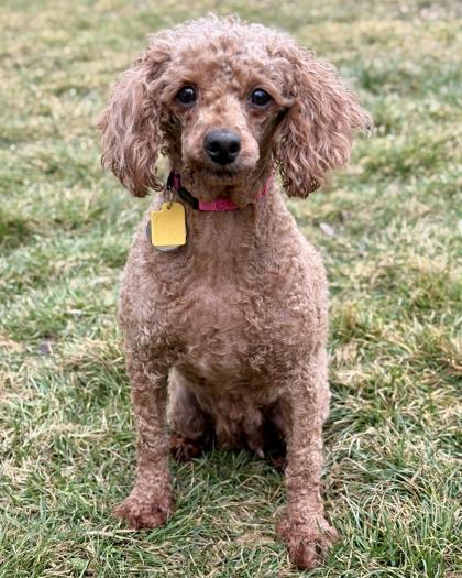 Paris, a Adoptable Poodle in Malvern, PA image 2/3