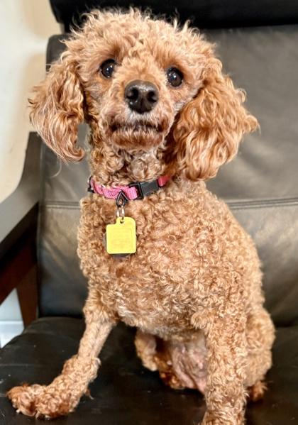 Paris, a Adoptable Poodle in Malvern, PA image 3/3