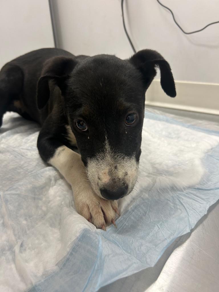Enlarge Soot, a Adoptable mixed breed in Hartsville, SC image 1/1