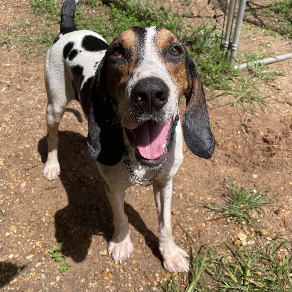 Roscoe Jenkins, Adoptable, Adult Male Coonhound.