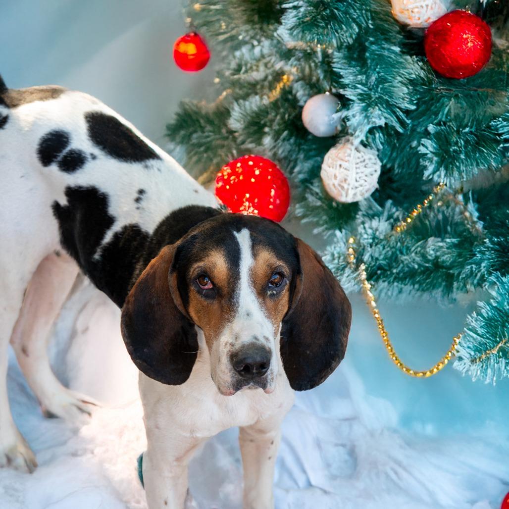 Roscoe Jenkins, a Adoptable Coonhound in Enterprise, AL image 2/6