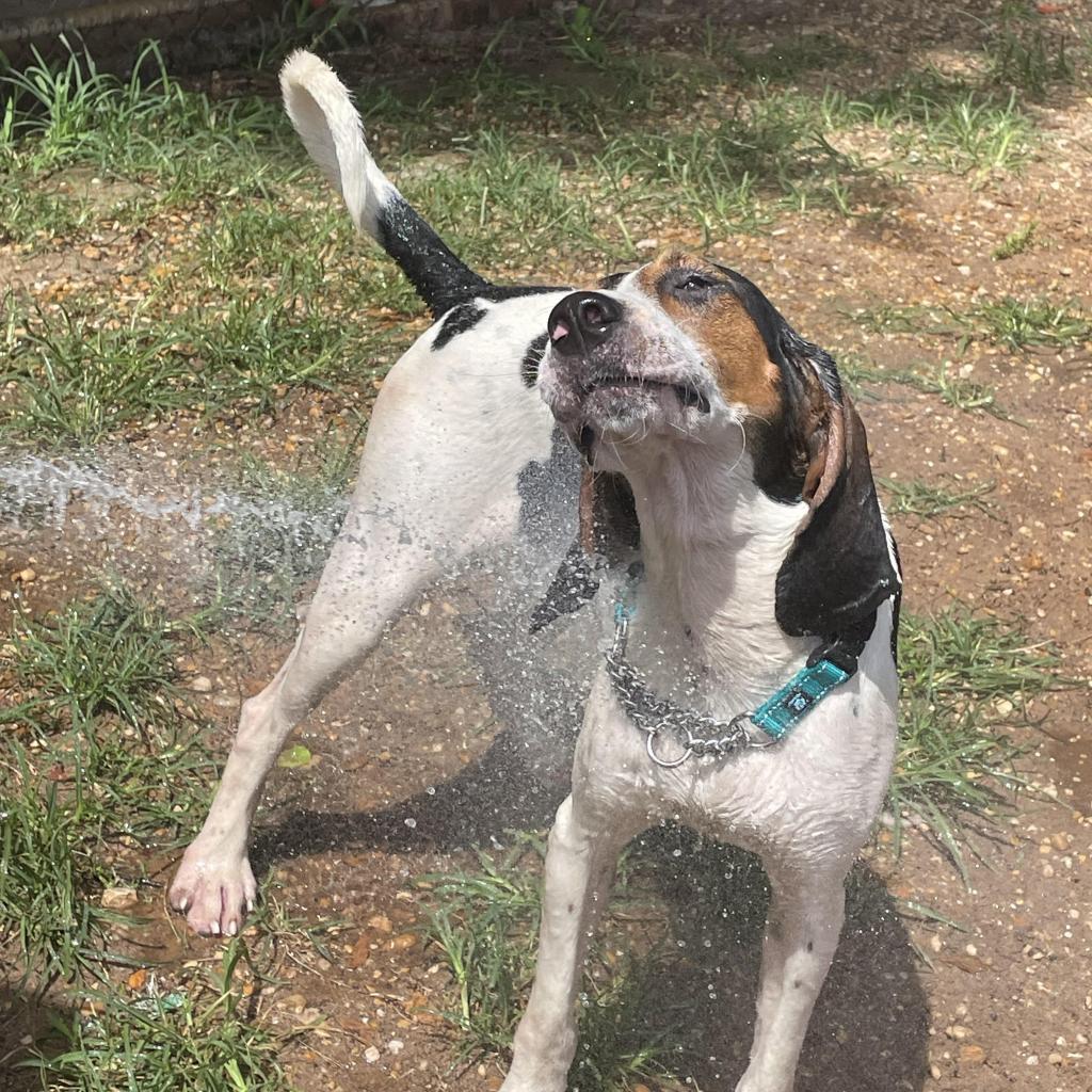 Roscoe Jenkins, a Adoptable Coonhound in Enterprise, AL image 3/6